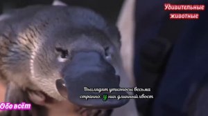 Удивительные животные.
