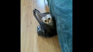 Солнечного настроения