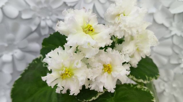 Фиалки. Селекция разных селекционеров, стандарты