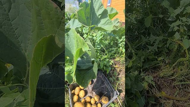 КАКАЯ КАРТОШКА ВЫРОСЛА,ПОСАЖЕННАЯ В НЕКОПАННУЮ ЗЕМЛЮ.ПРТРОДНОЕ ЗЕМЛЕДЕЛИЕ.