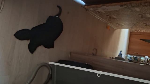 Влог.Бусик застрял 🤣 👀🐈 #влоги #коты
