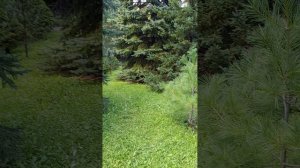 Обзор ботанический сад