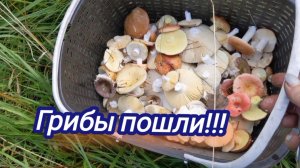 Съездили в лес. Грибы пошли!