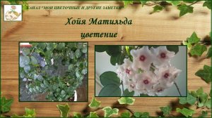Очаровательная хойя Матильда цветет