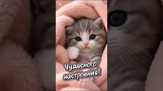 доброе утро 🐾😻🐾❤️
