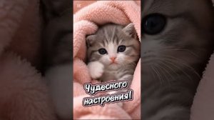 доброе утро 🐾😻🐾❤️