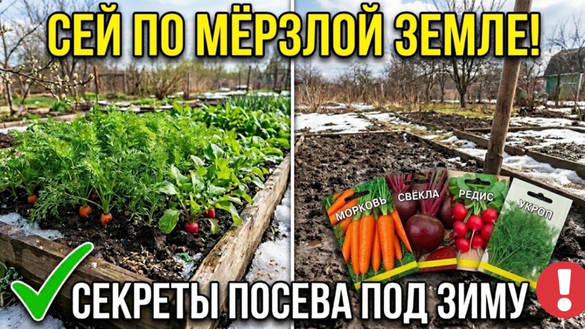 Посейте под зиму и снимете урожай на месяц раньше соседей! Но одна ошибка губит всё на огороде