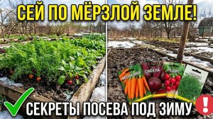 Посейте под зиму и снимете урожай на месяц раньше соседей! Но одна ошибка губит всё на огороде
