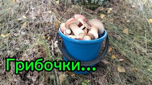 Прогулка в лес за грибами. #116