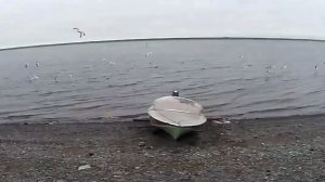 Река Енисей, рыбалка неводом. По плану рыбный день..