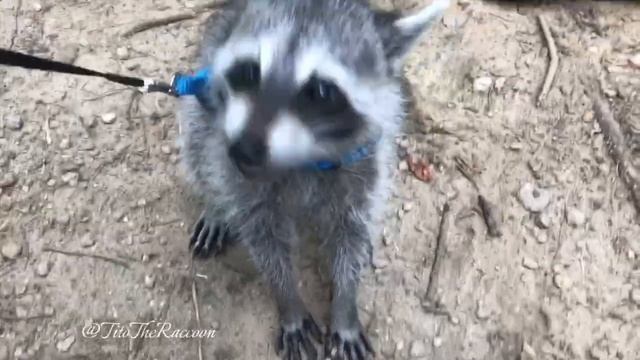 Cutest Raccoon Compilation!