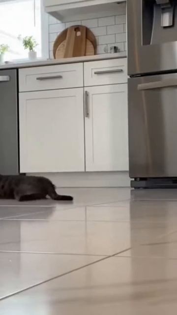 Кот Васька ,кого ловит с утра🤣