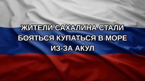 Жители Сахалина стали бояться купаться в море из-за акул