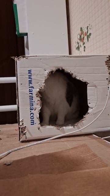 Кити изучает домик Бусика 😺 🤣👀🐈 #влоги #коты