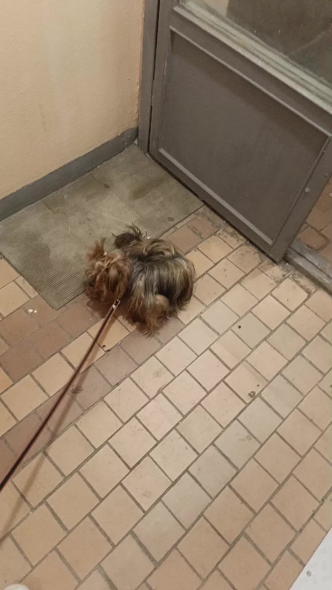 Мы идём гулять с собакой! | 22-авг-2026