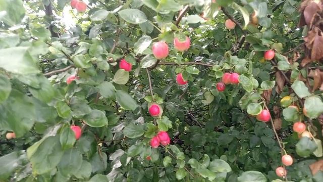 ОБЗОР НАШЕГО УЧАСТКА 🌿🌿🌿