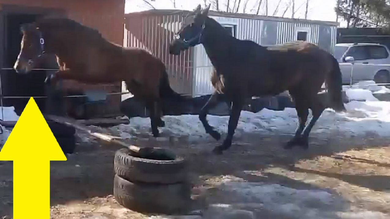 Пони и лошадь на тренировке