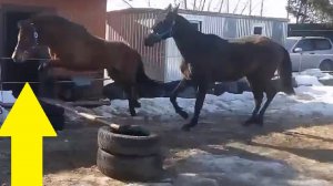 Пони и лошадь на тренировке