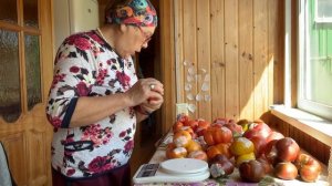 5 часть. Продолжение добычи семян , коллекционных томатов.