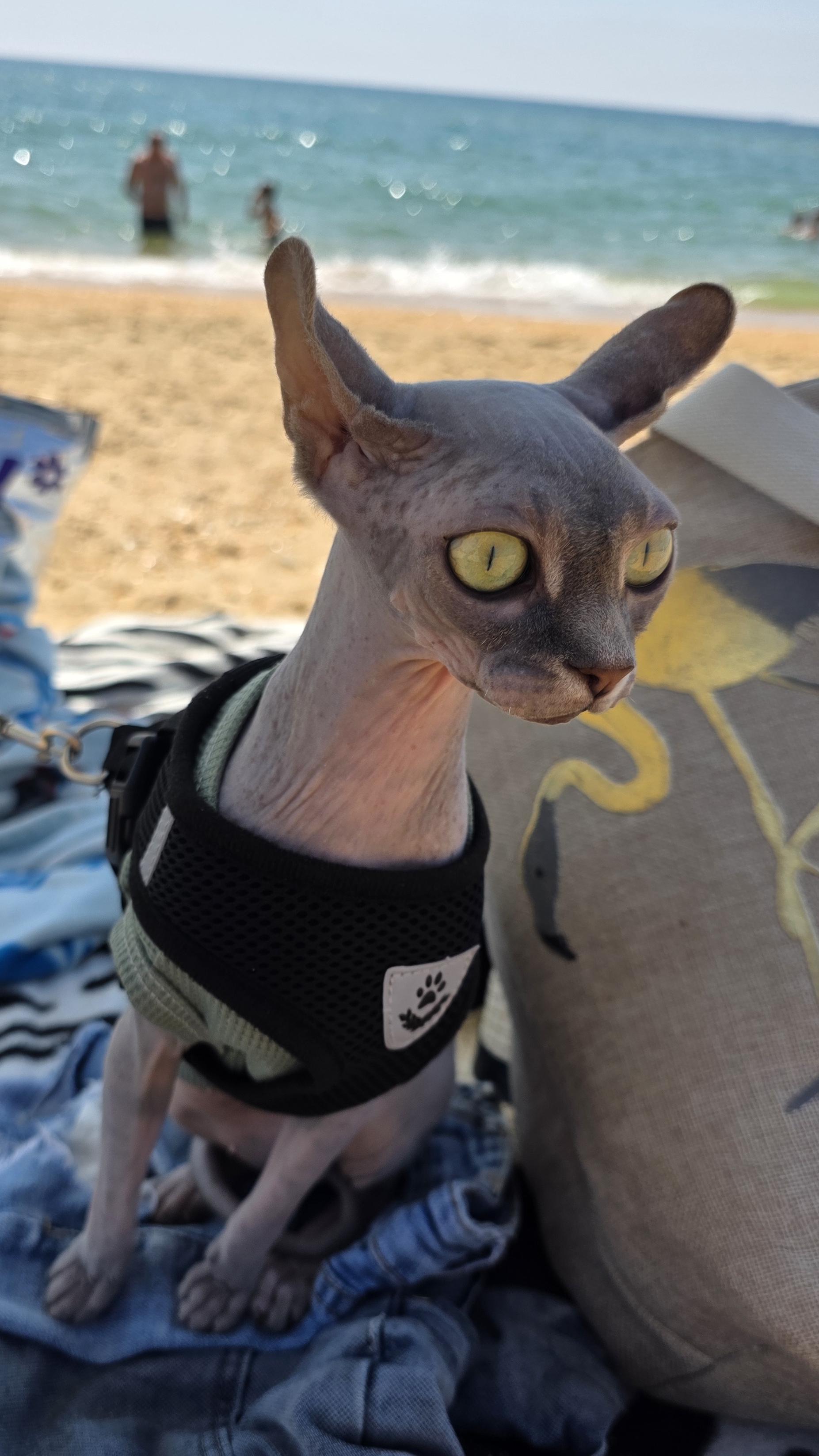 Сфинкс Шерри охраняет пляжную сумку 😼