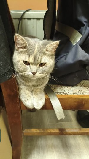 знакомство с моей кошкой