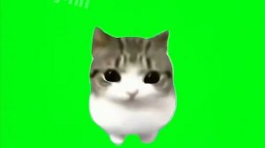футаж котика