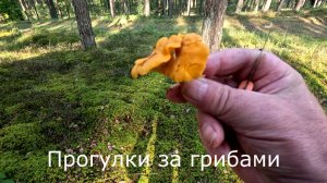Прогулки за грибами. Собираю грибы возле озера