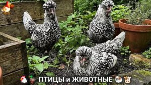 Сельские мотивы 🐏🐓🐇 Видео для души и радости 🌞 (80)
