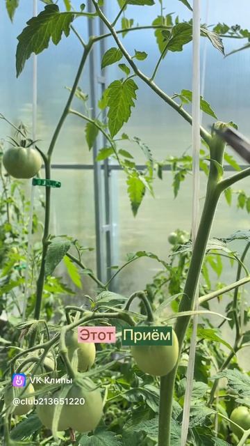 Вершкование томатов