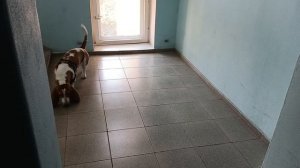 Бассет: Да уж, МКД это вам не частный дом, пока добежишь...🤣