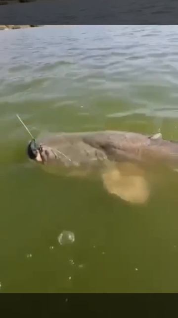 Ловил окушков на спиннинг, а клюнул гигантский СОМ! 🤯🎣 До лодки дотащил, а дальше паника...