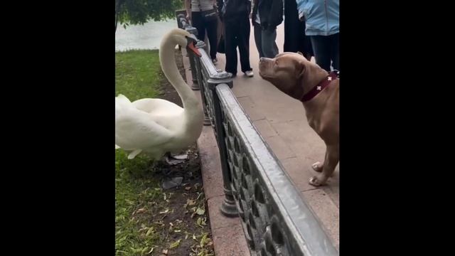 Лебедю не понравился пес