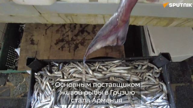 Поставки живой рыбы из Армении в Грузию установили рекорд
