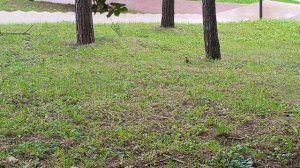 Сойки в Комсомольском парке Кисловодска