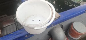 Беременный рак!!! Вернее рачиха!!