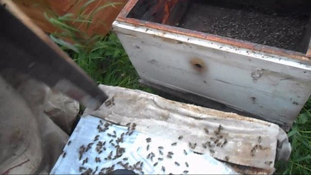 Пересаживаю пойманный рой 9