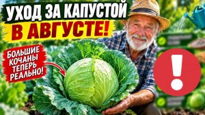 Капуста взорвётся! Ухаживай правильно