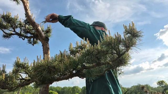 Стрижка сосны в стиле Ниваки