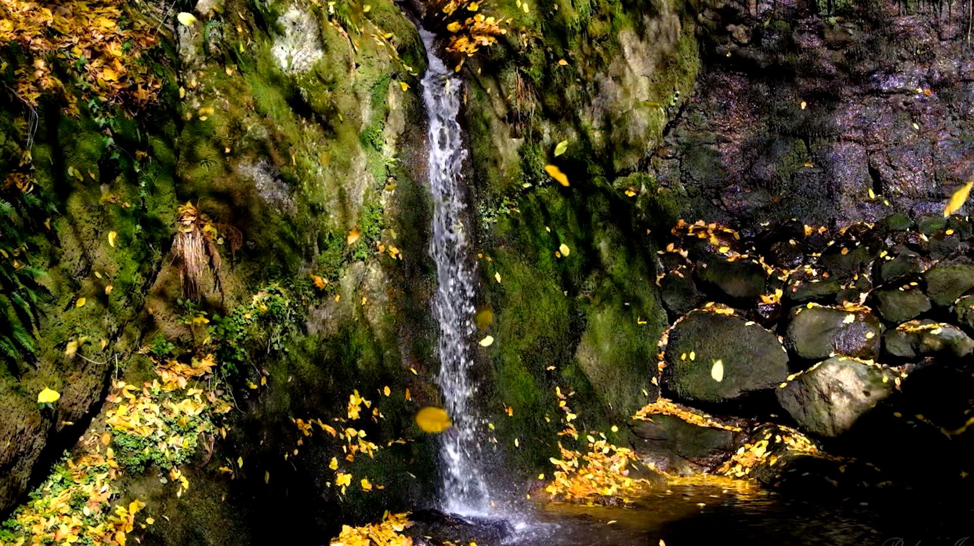 ПЕНИЕ ПТИЦ И УСПОКАИВАЮЩАЯ МУЗЫКА ДЛЯ СНА В ОСЕННЕМ ПАРКЕ 🌿 ЖУРЧАНИЕ ВОДЫ И ЗВУКИ ПРИРОДЫ ДЛЯ СНА