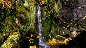 ПЕНИЕ ПТИЦ И УСПОКАИВАЮЩАЯ МУЗЫКА ДЛЯ СНА В ОСЕННЕМ ПАРКЕ 🌿 ЖУРЧАНИЕ ВОДЫ И ЗВУКИ ПРИРОДЫ ДЛЯ СНА