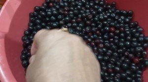 Черноплодная рябина.