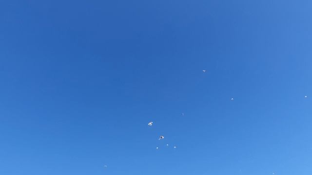 22.08.26 г. Андижанская порода голубей (2)
