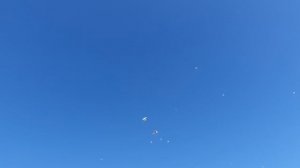 22.08.26 г. Андижанская порода голубей (2)