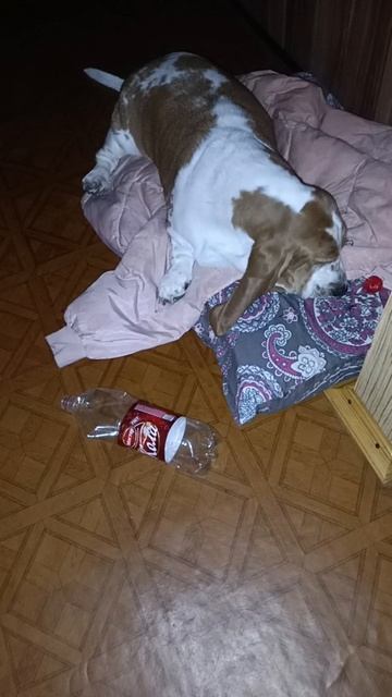 Бассет: ВОТ ТАКИЕ у меня ИГРУШКИ 🧸🧸🧸.