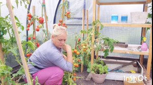 ЧТО В ТЕПЛИЦЕ,НИЧЕГО НЕ КУШАЕМ КУДА СТОЛЬКО НАСАЖАЛА,ТЕПЕРЬ БУДУТ ГНИТЬ.