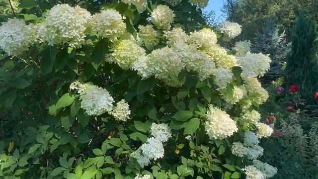 Гортензия метельчатая Hydrangea paniculata -Хамелеон сада