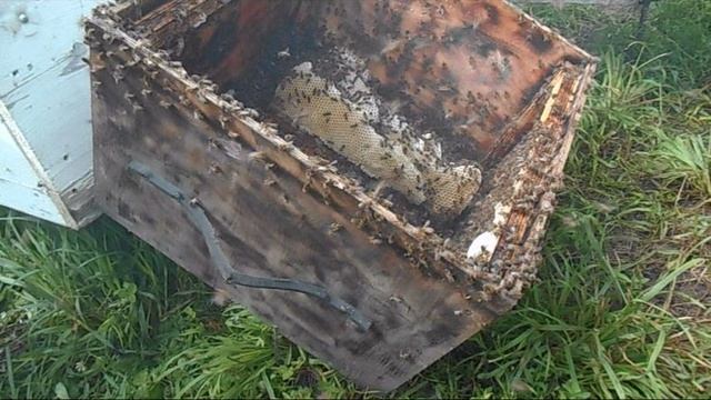 Пересаживаю пойманный рой 10