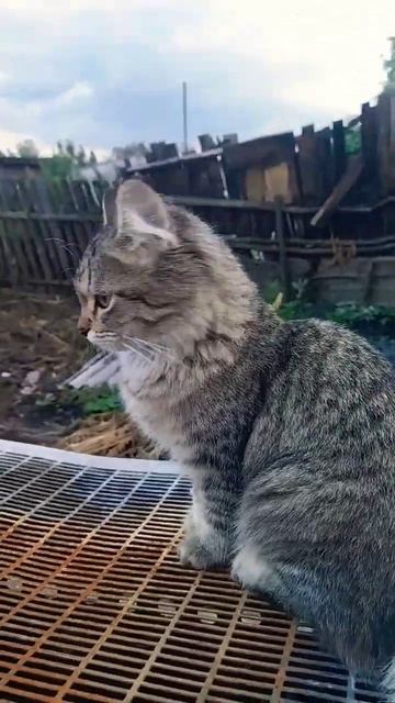 Наш маленький ,милый Барсик