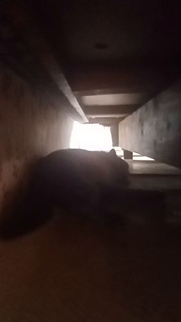 Симён симёныч