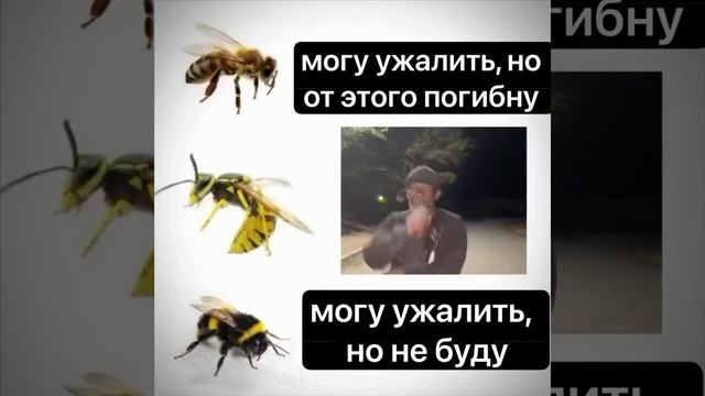 Пчёлы, шмели и осы